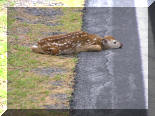 While driving to work: Fawn